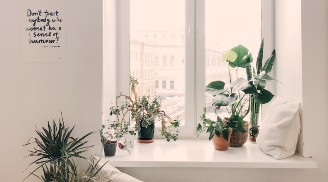 A window with plants