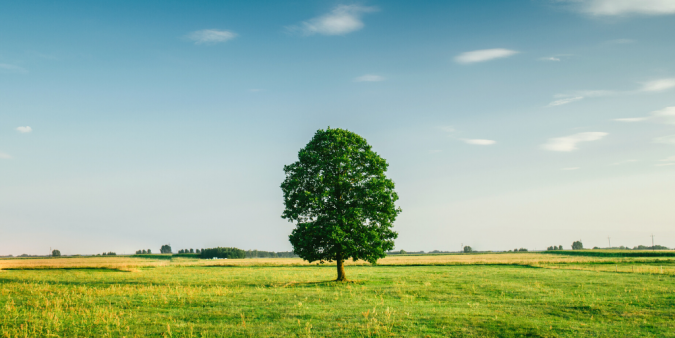 tree in a field