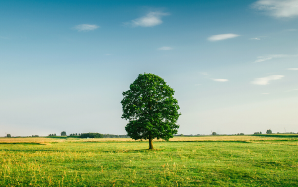 A tree in a field